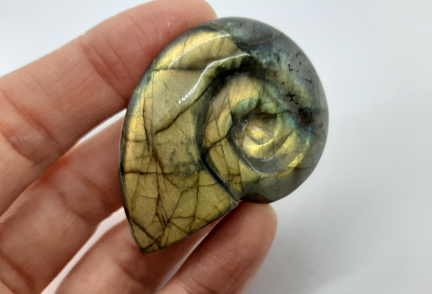 Labradorite Ammonite 5cm