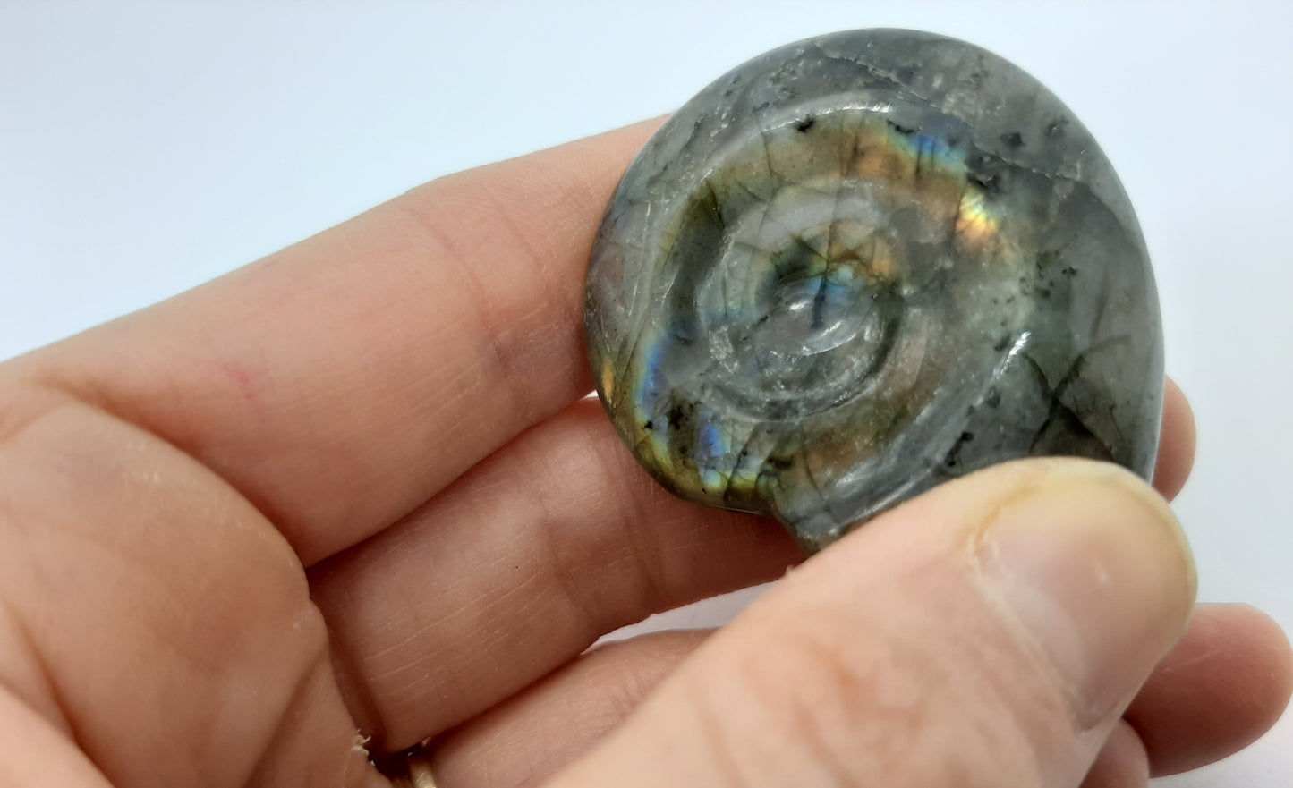 Labradorite Ammonite 5cm