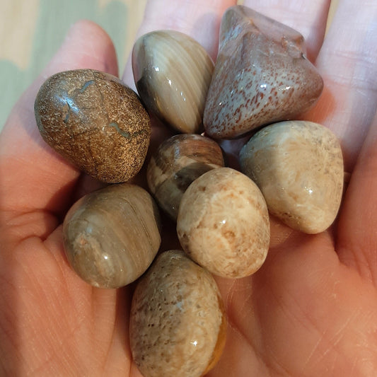 Fossil Wood Tumblestones (M)