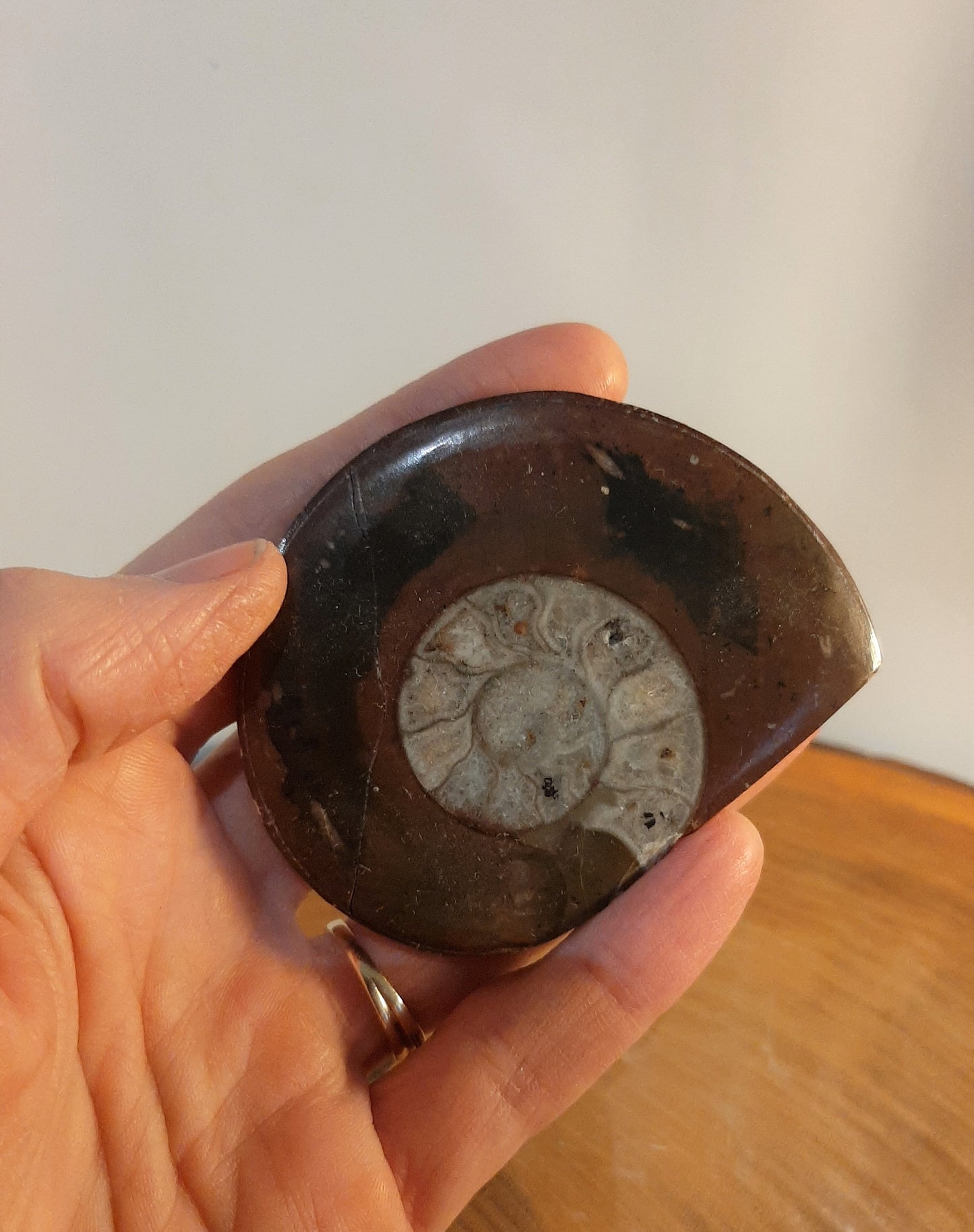 Ammonite Fossil 7cm