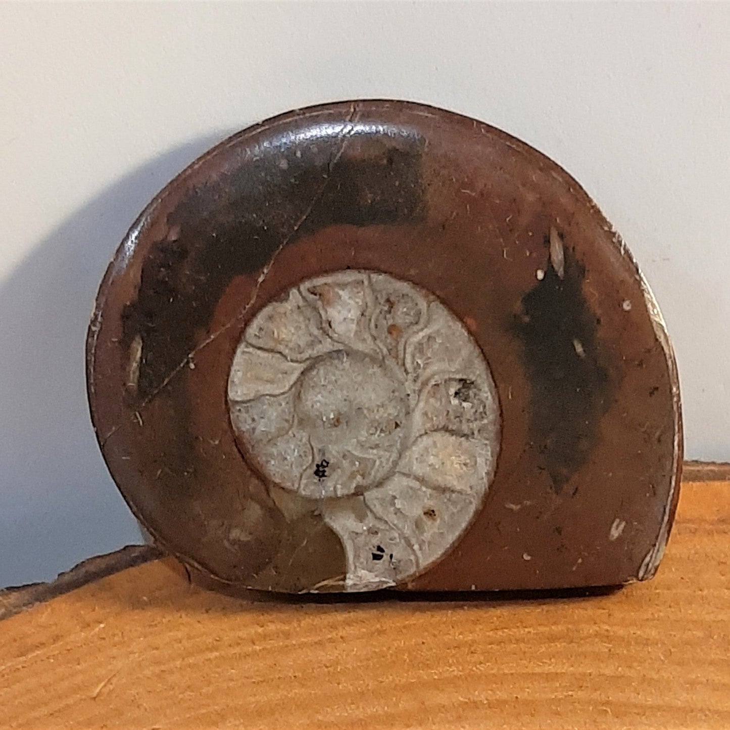 Ammonite Fossil 7cm