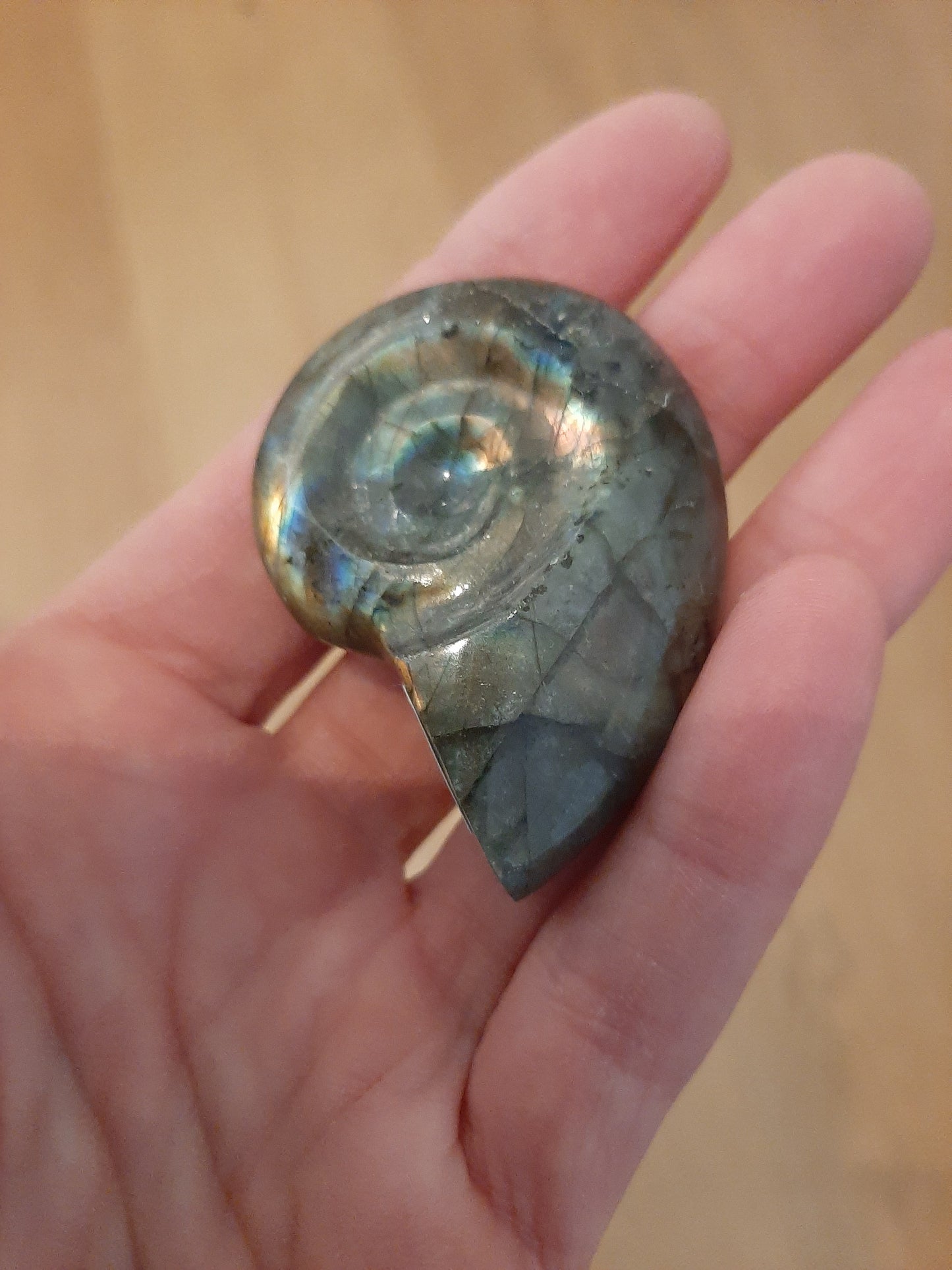 Labradorite Ammonite 5cm