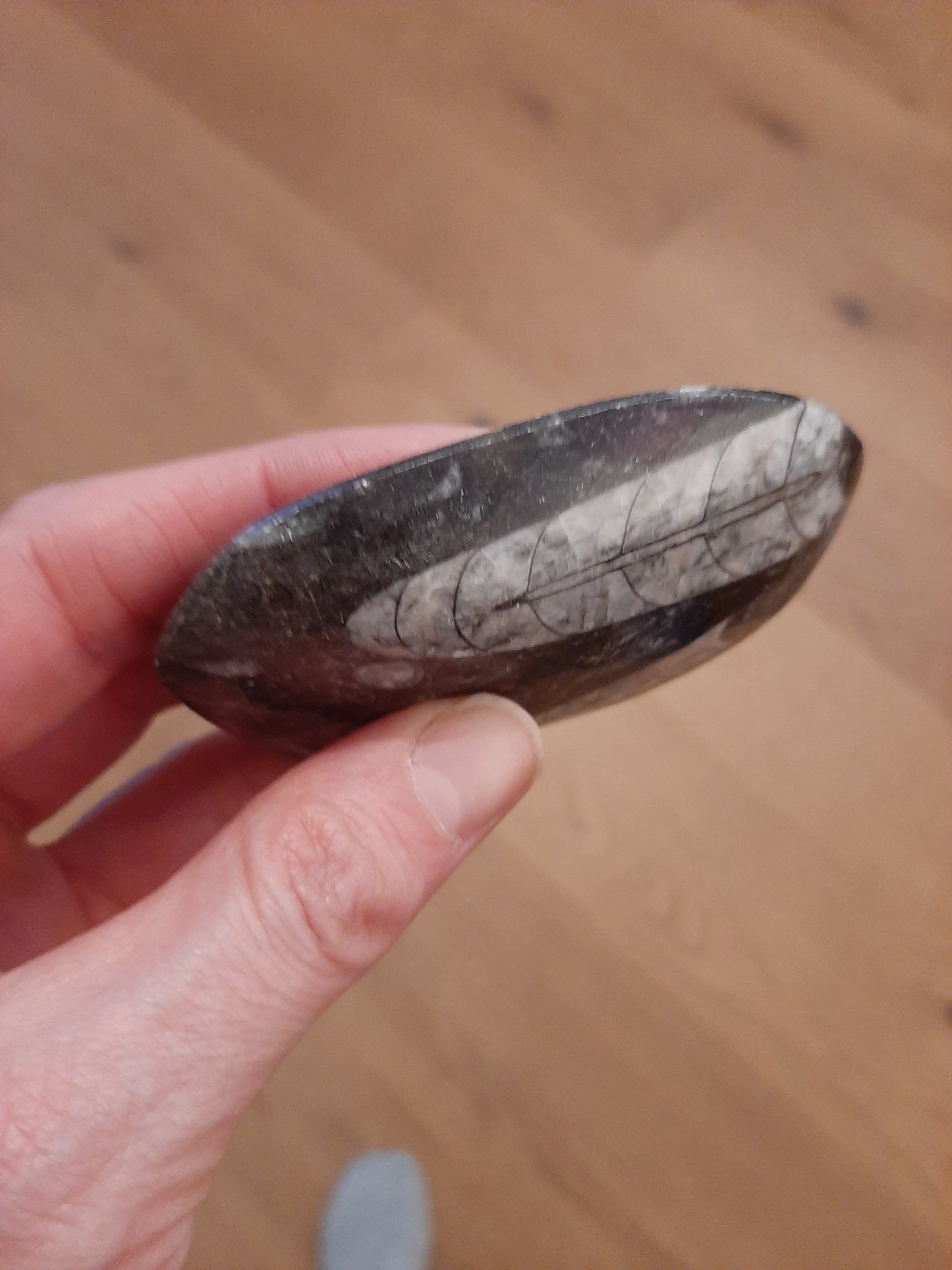 Orthoceras Fossil 8.5cm