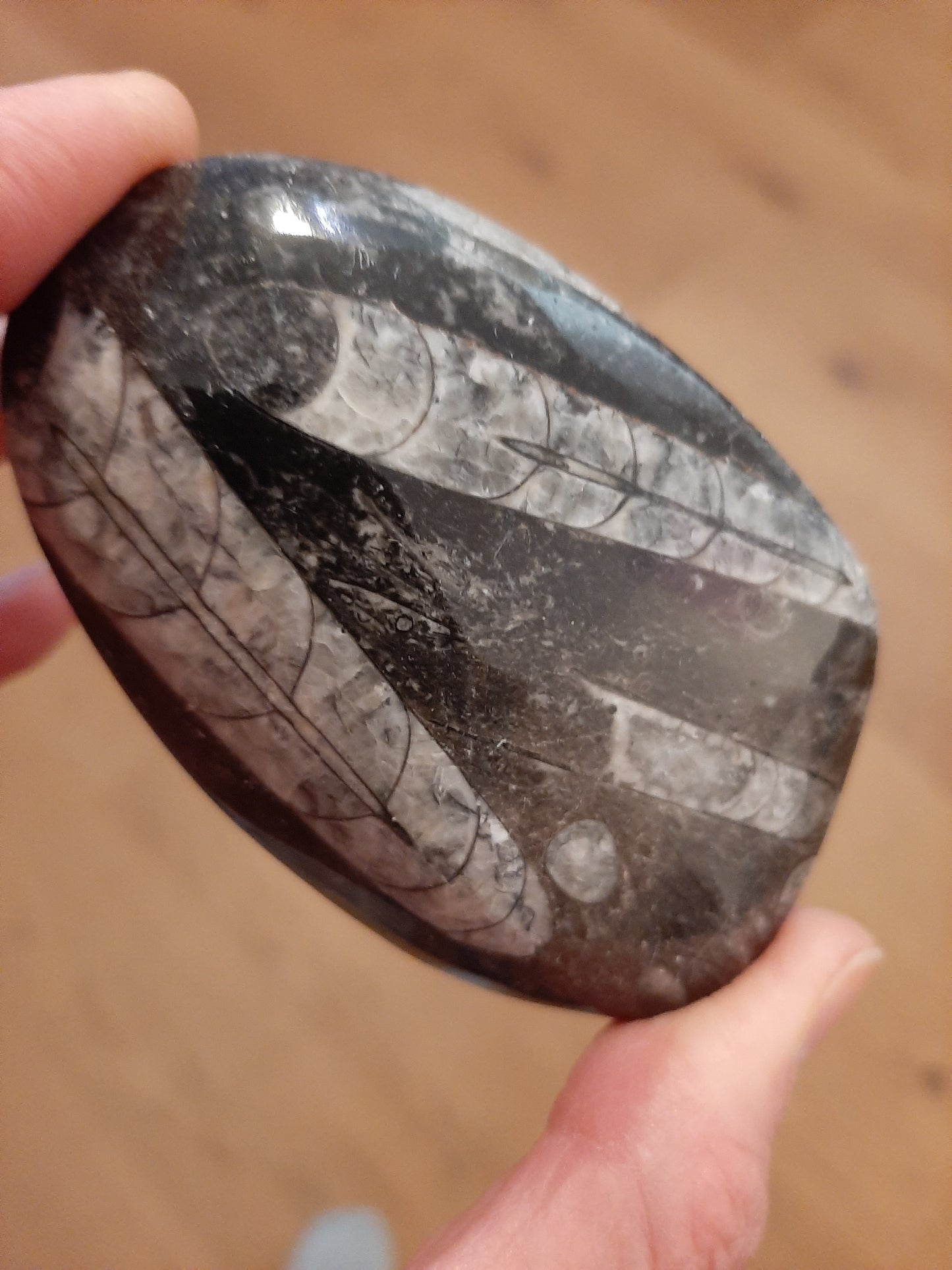 Orthoceras Fossil 8.5cm