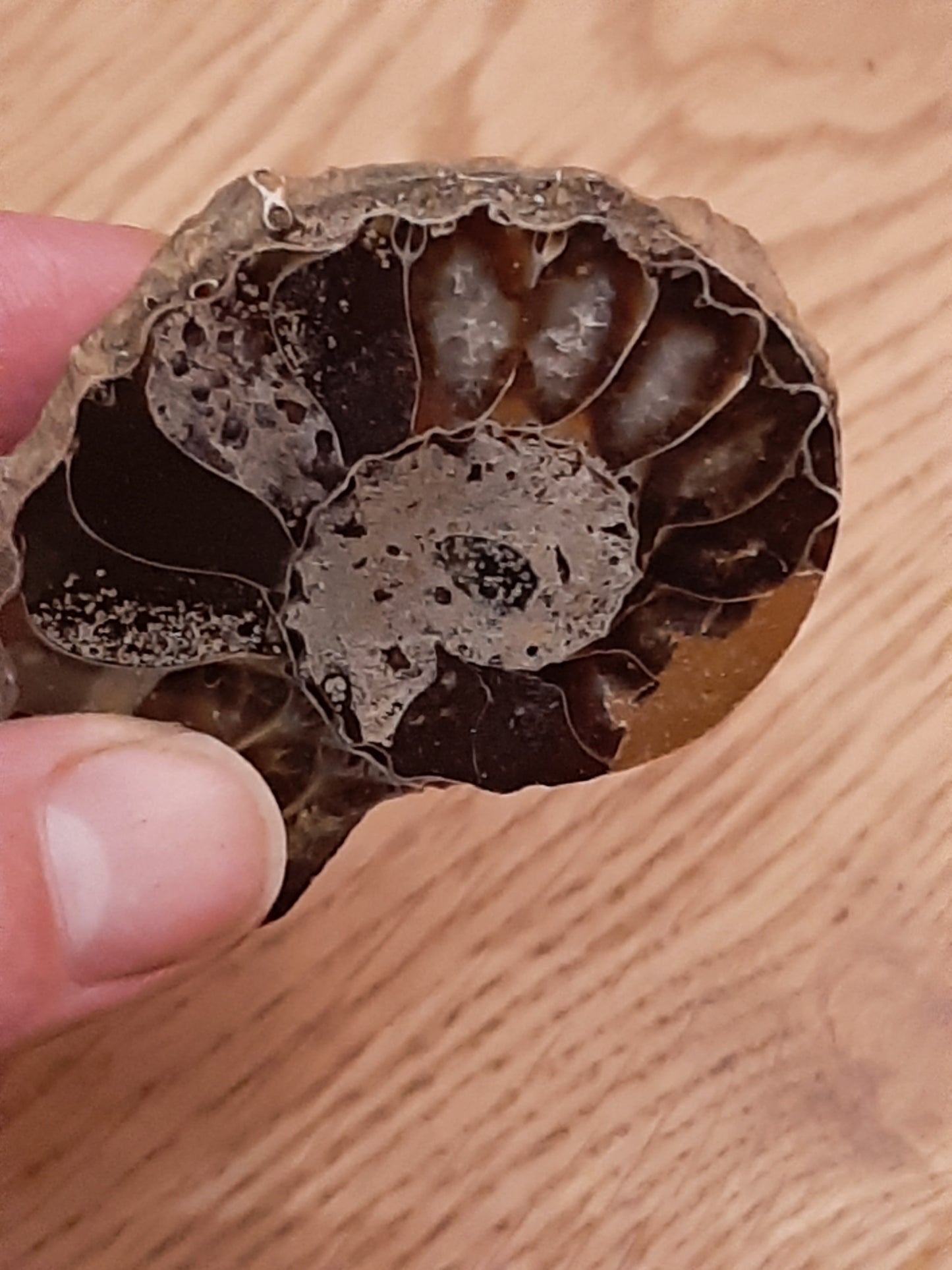 Ammonite 38g