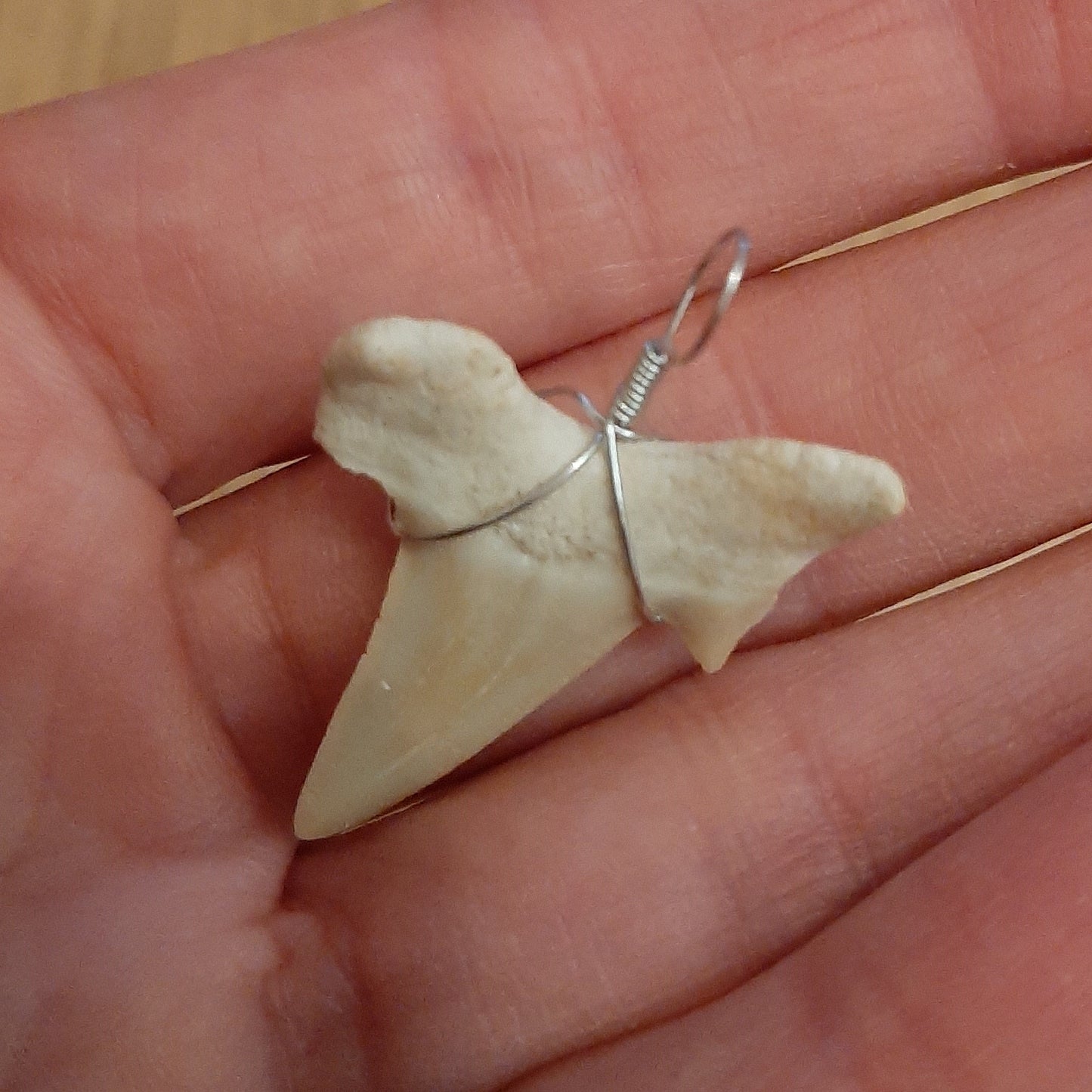 Shark Tooth Pendant