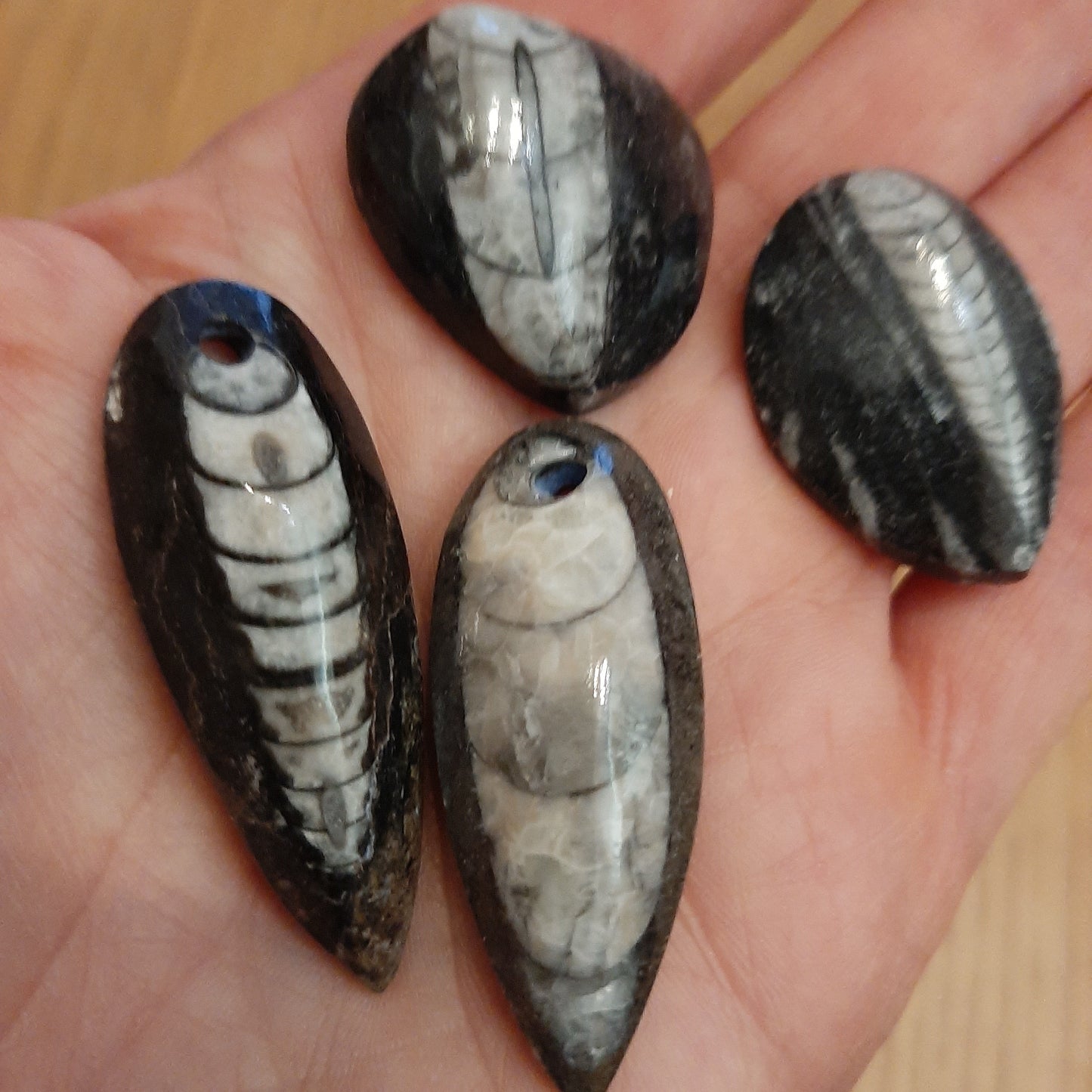 Orthoceras Fossil Pendant/Polished Small