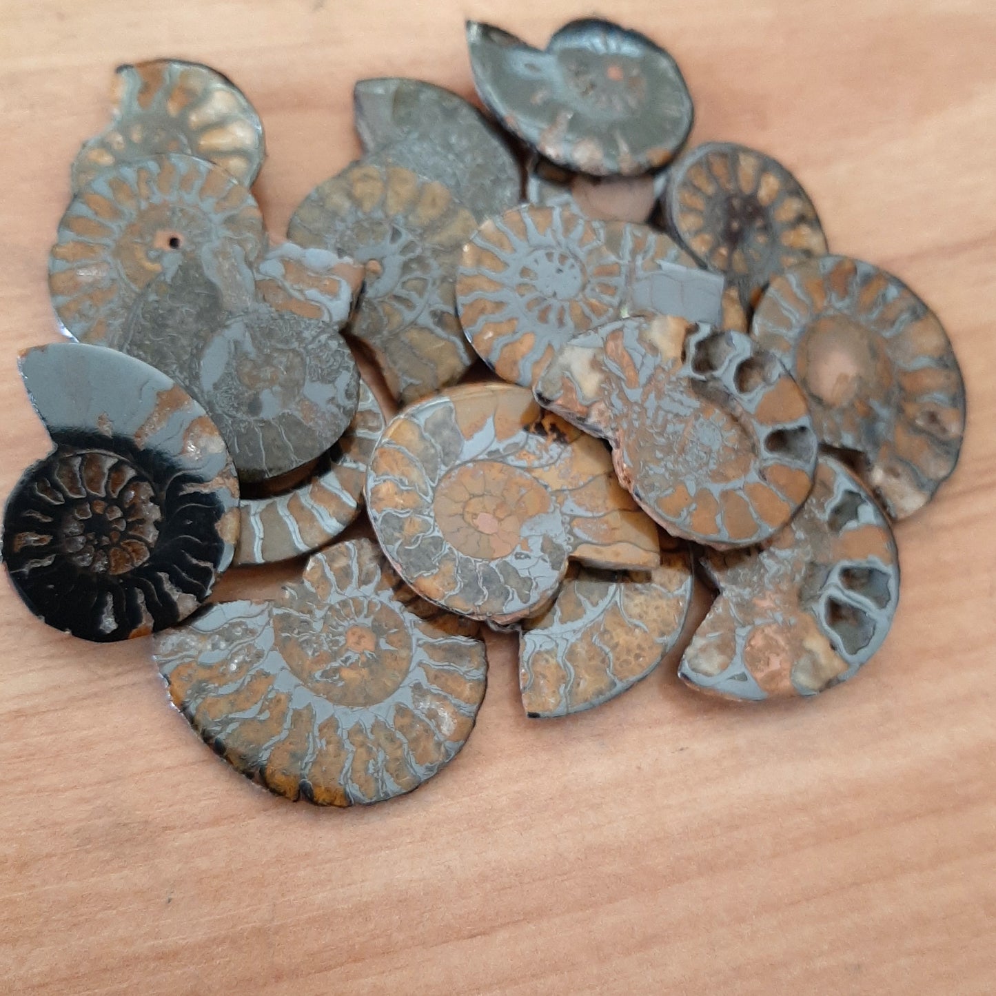 Ammonite 2.5-3.5cm