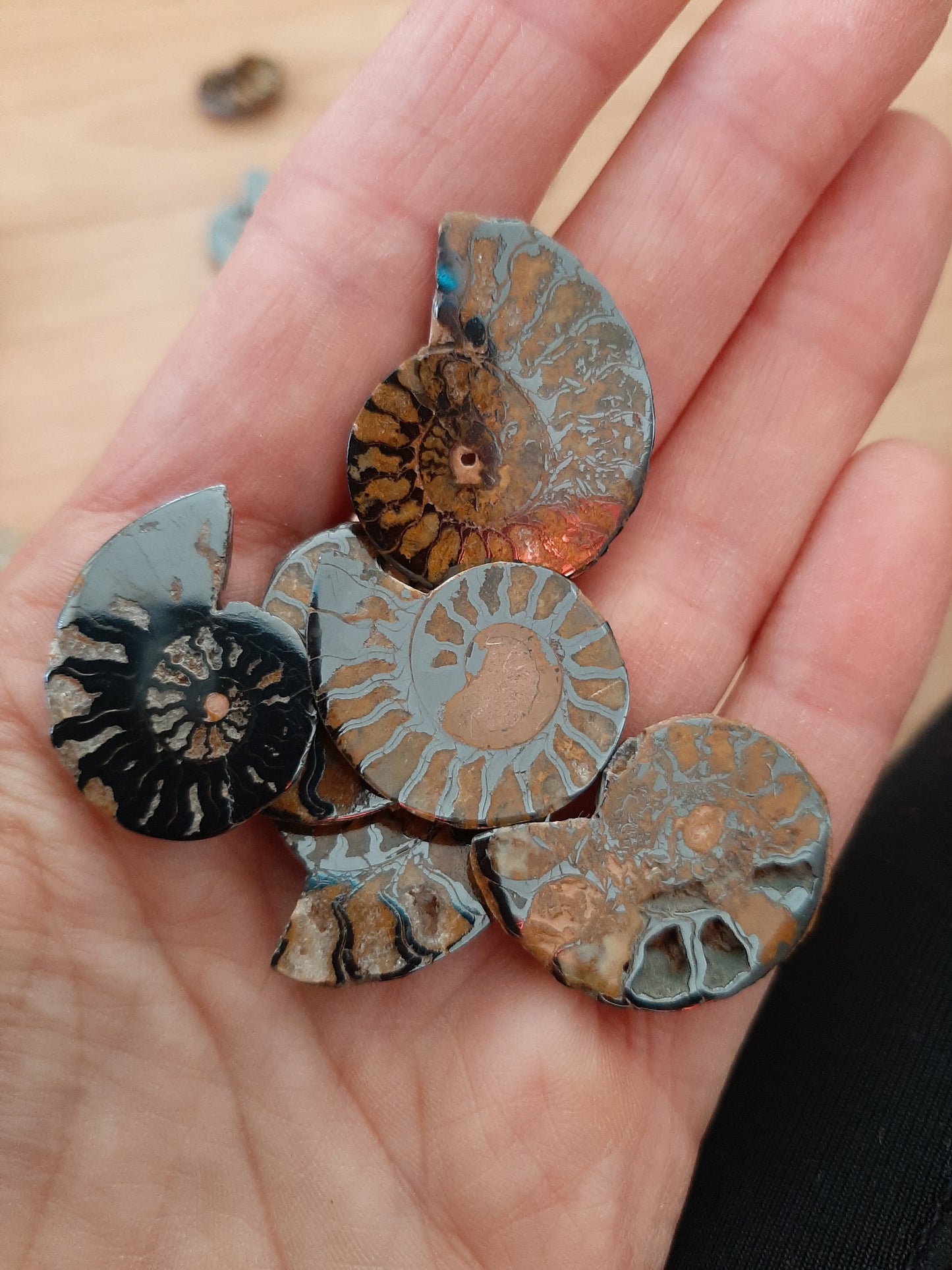 Ammonite 2.5-3.5cm