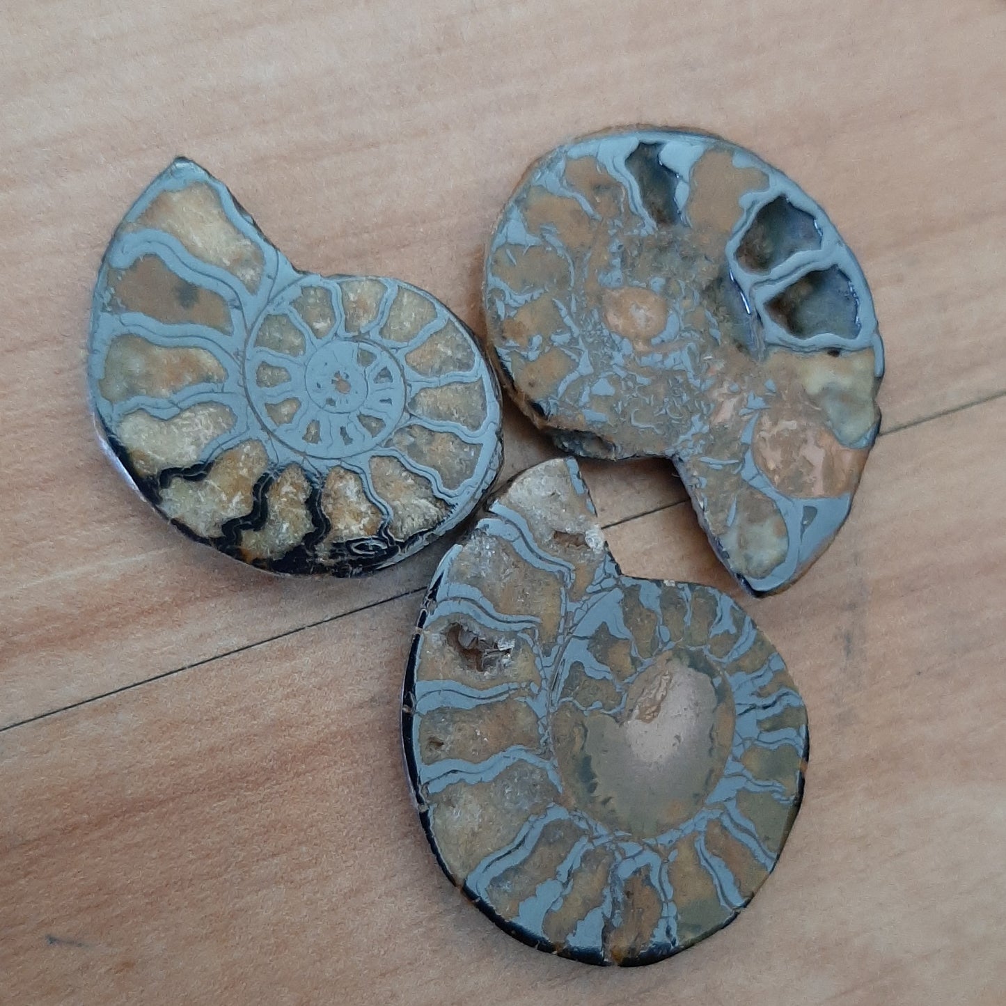Ammonite 2.5-3.5cm