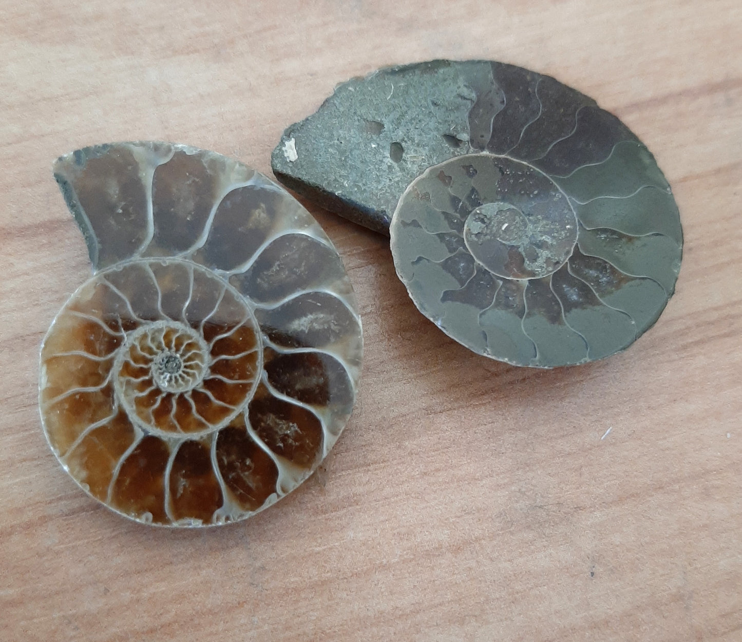 Ammonite 2.5-3.5cm
