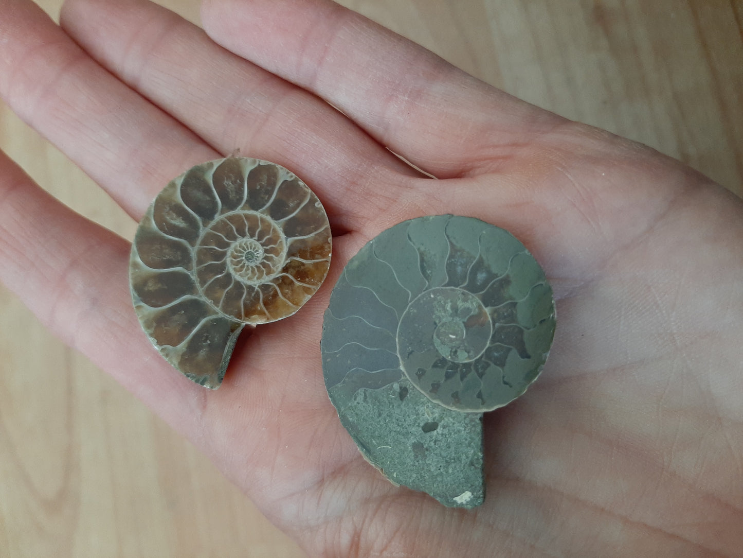 Ammonite 2.5-3.5cm