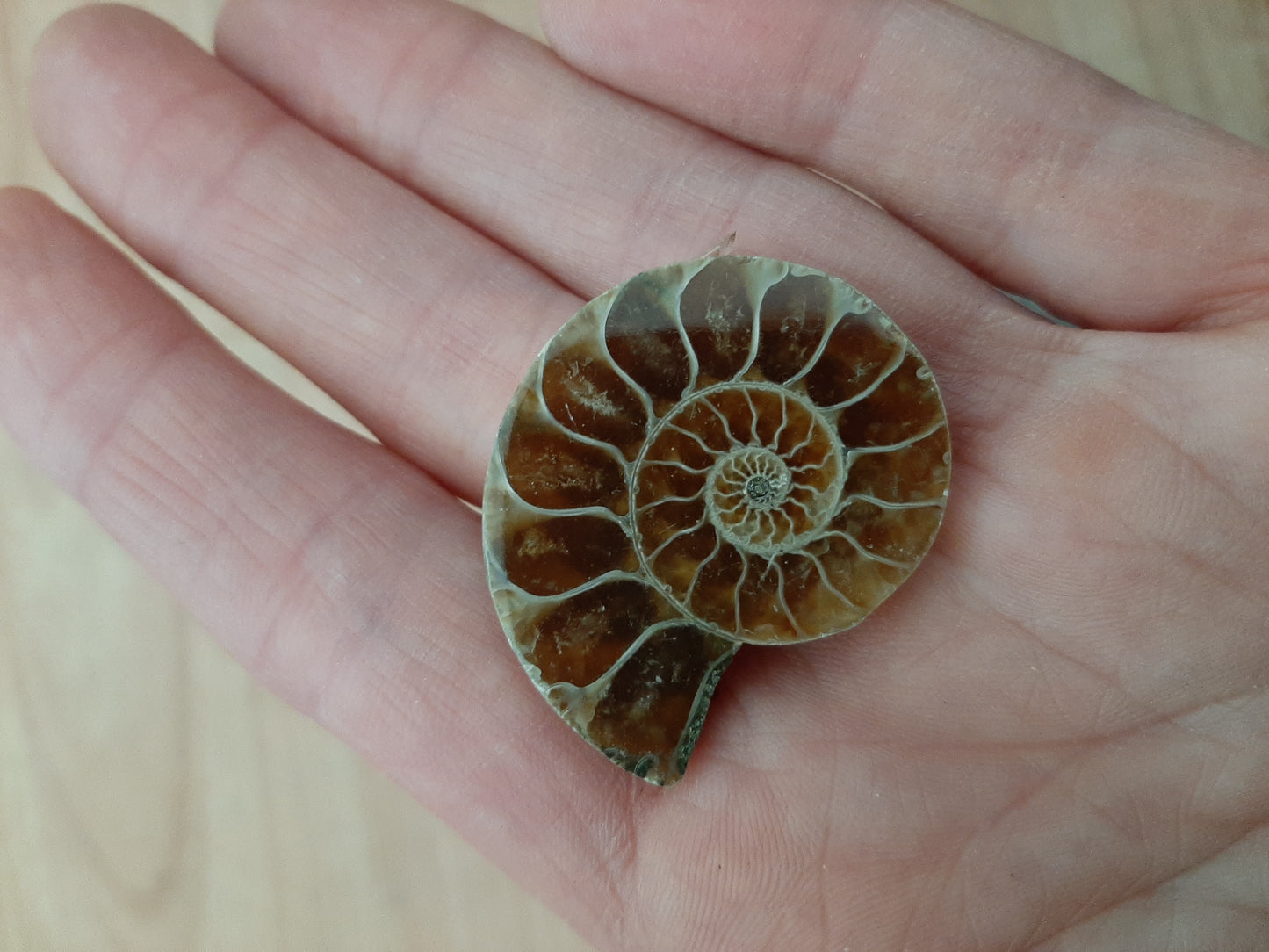 Ammonite 2.5-3.5cm