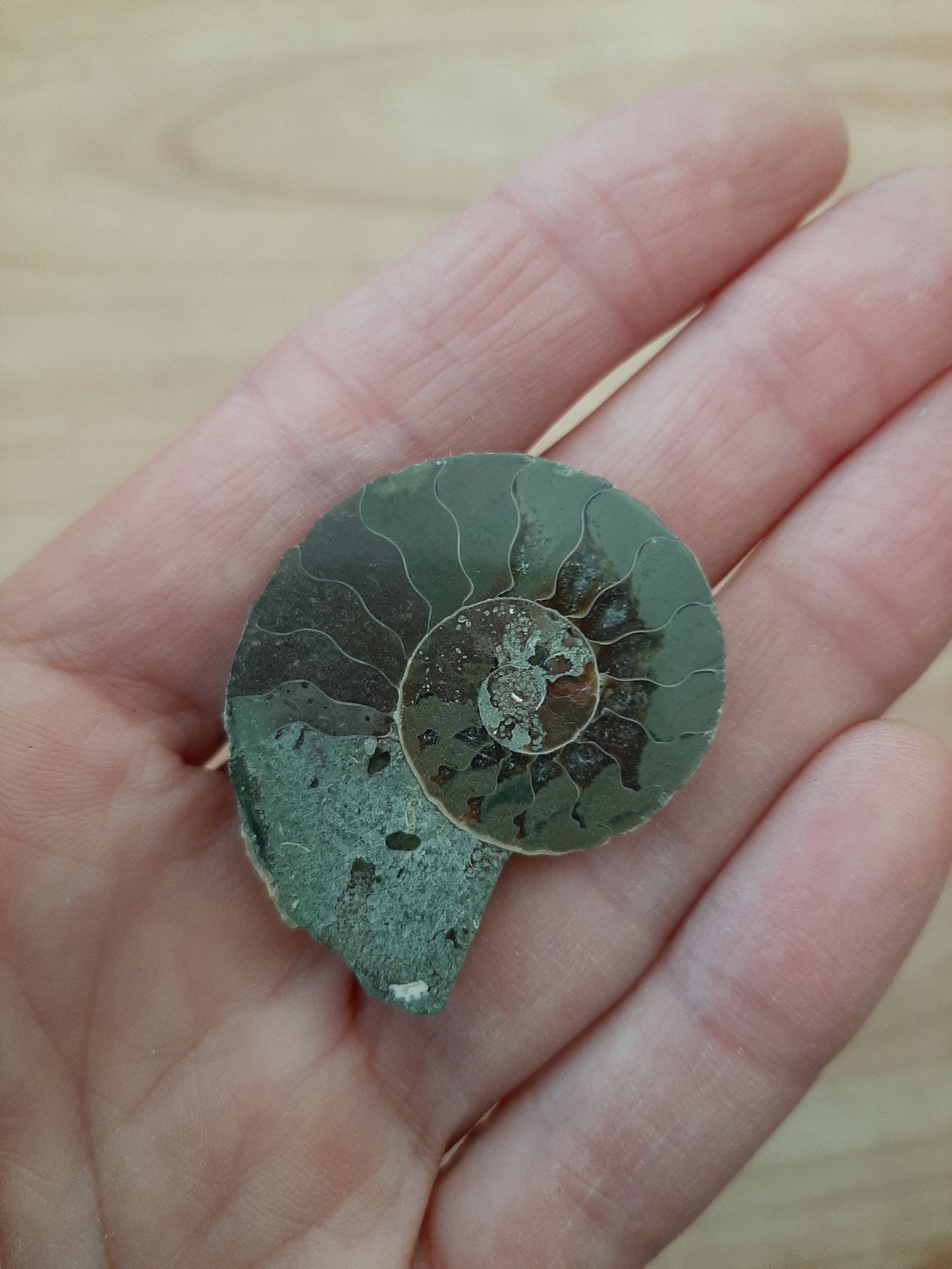 Ammonite 2.5-3.5cm