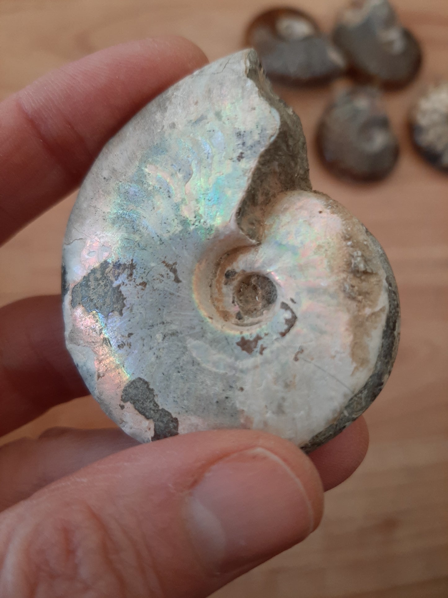 Iridescent Ammonite 4-5cm