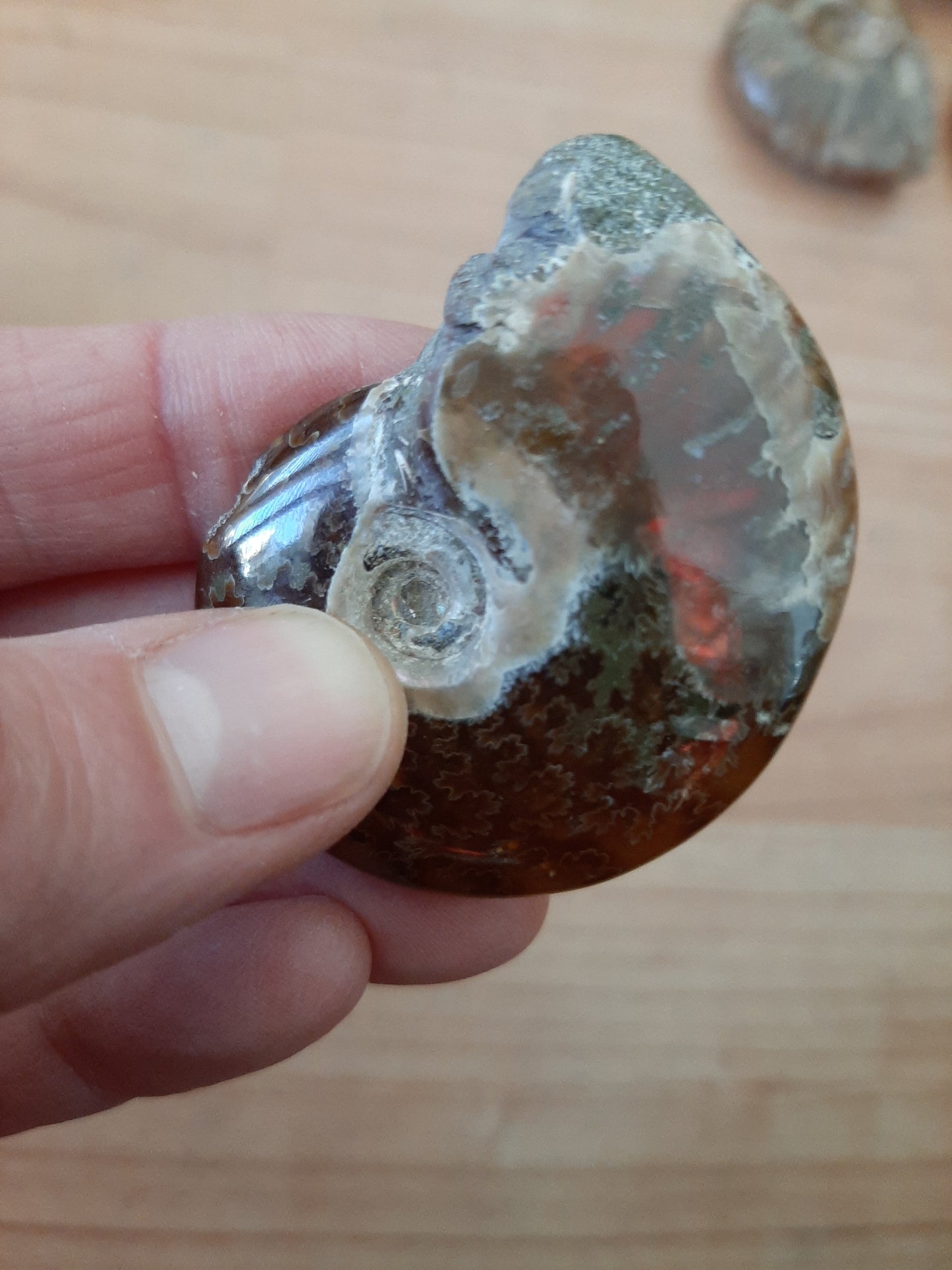 Iridescent Ammonite 4-5cm