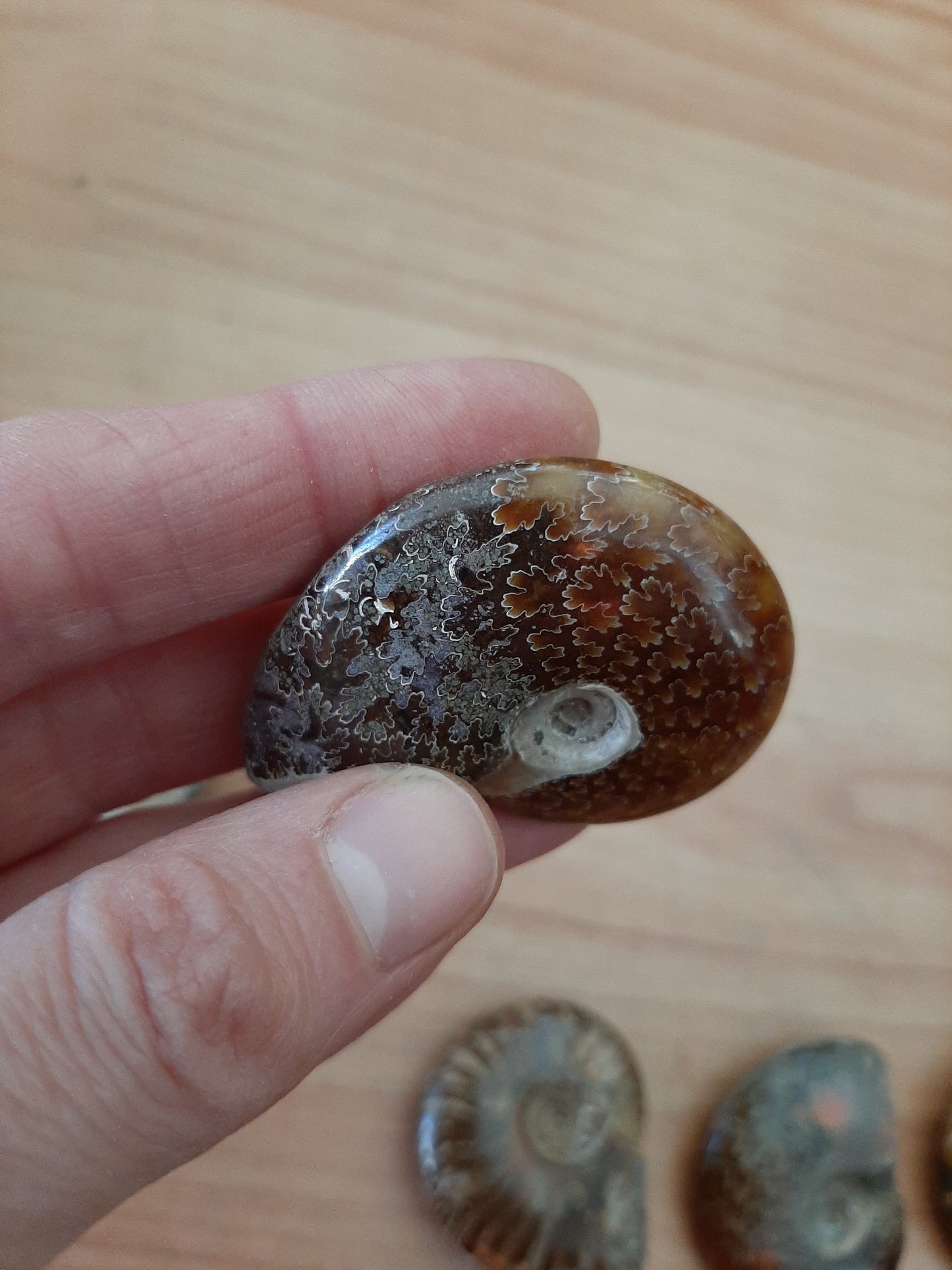 Iridescent Ammonite 4-5cm