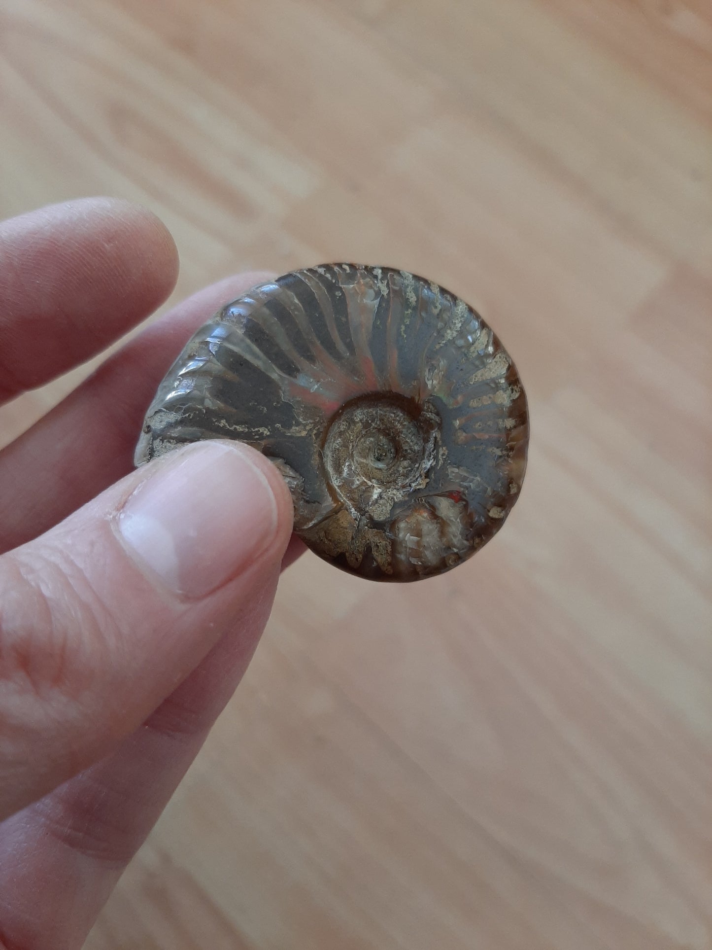 Iridescent Ammonite 4-5cm