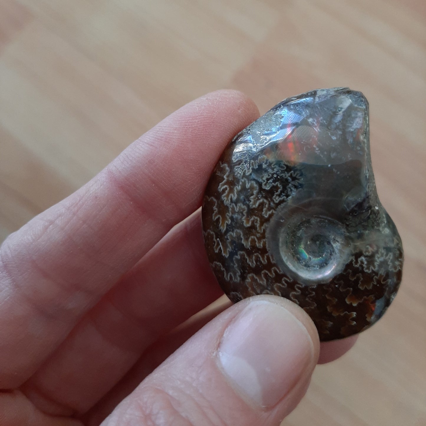 Iridescent Ammonite 4-5cm