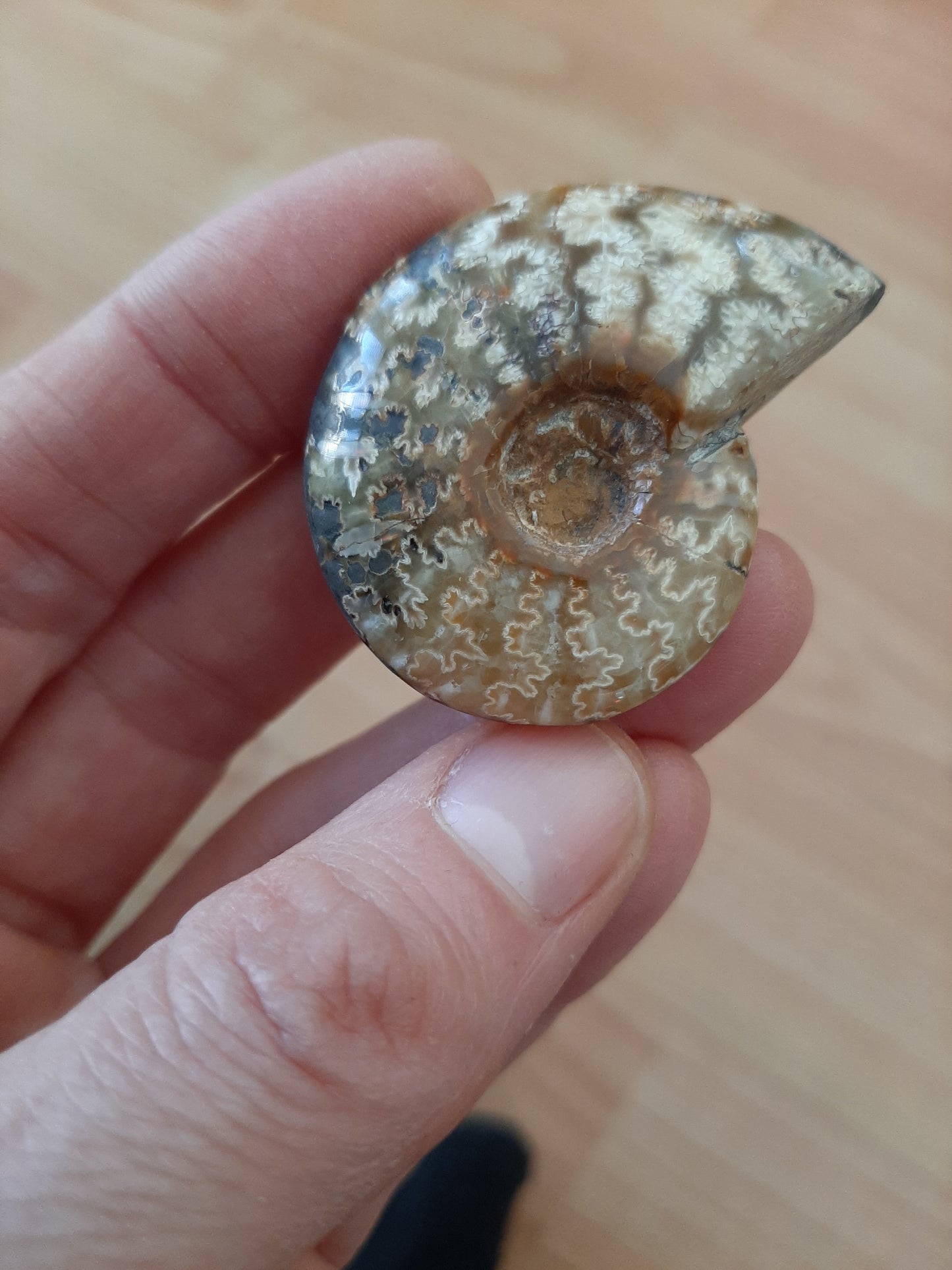Iridescent Ammonite 4-5cm
