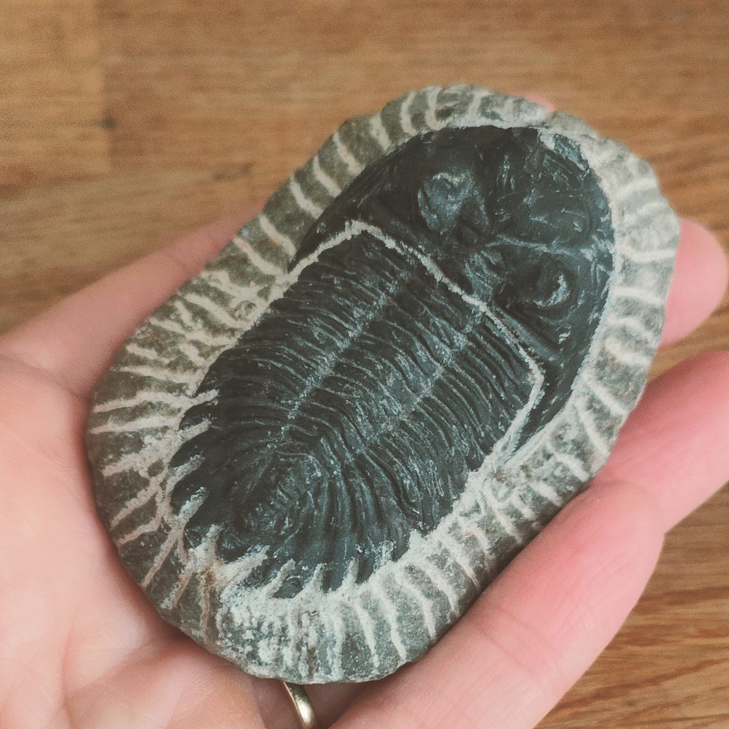 Trilobite Fossil