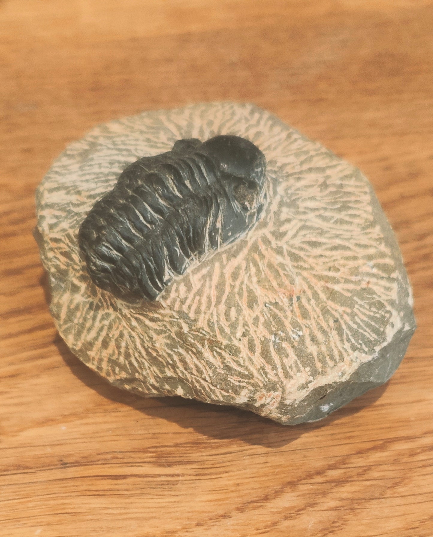 Trilobite Fossil