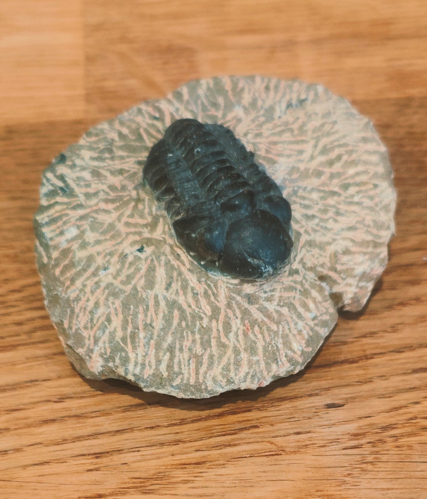 Trilobite Fossil