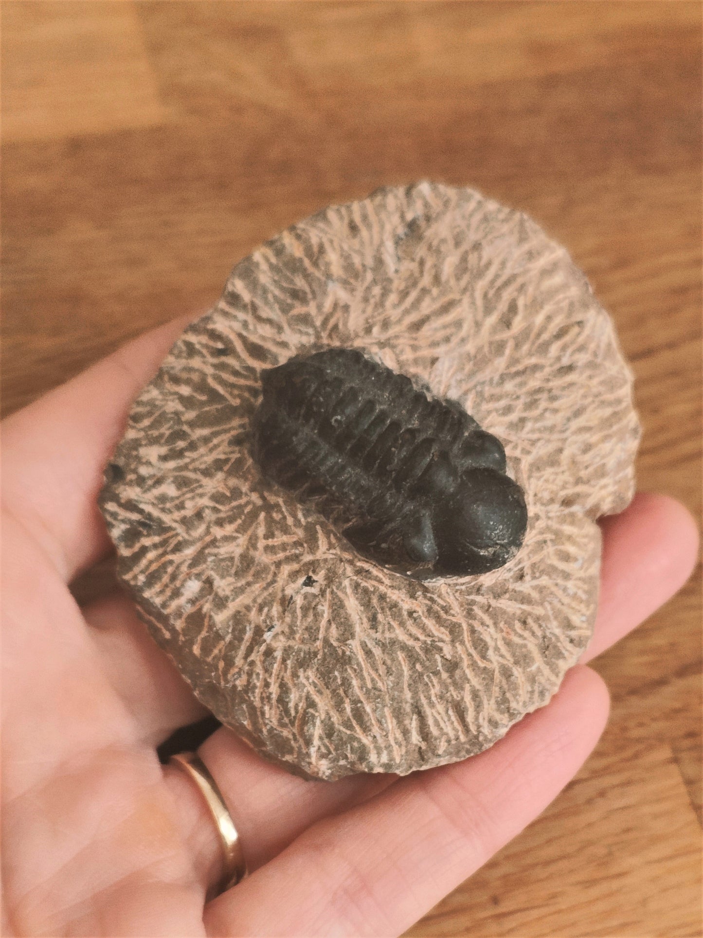 Trilobite Fossil