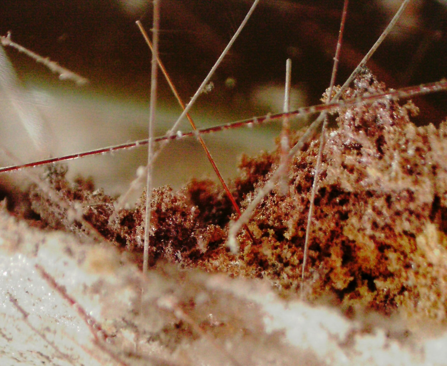 Mounted Crystal Photo Print