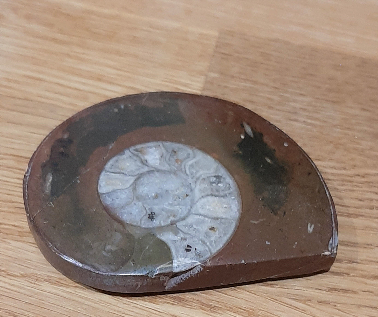Ammonite Fossil 7cm