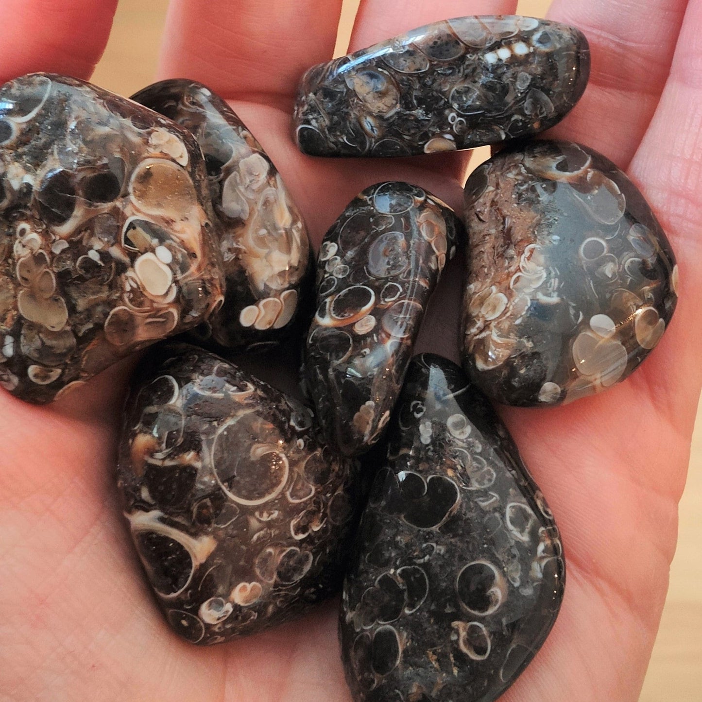 Turritella Agate Tumblestone (M)
