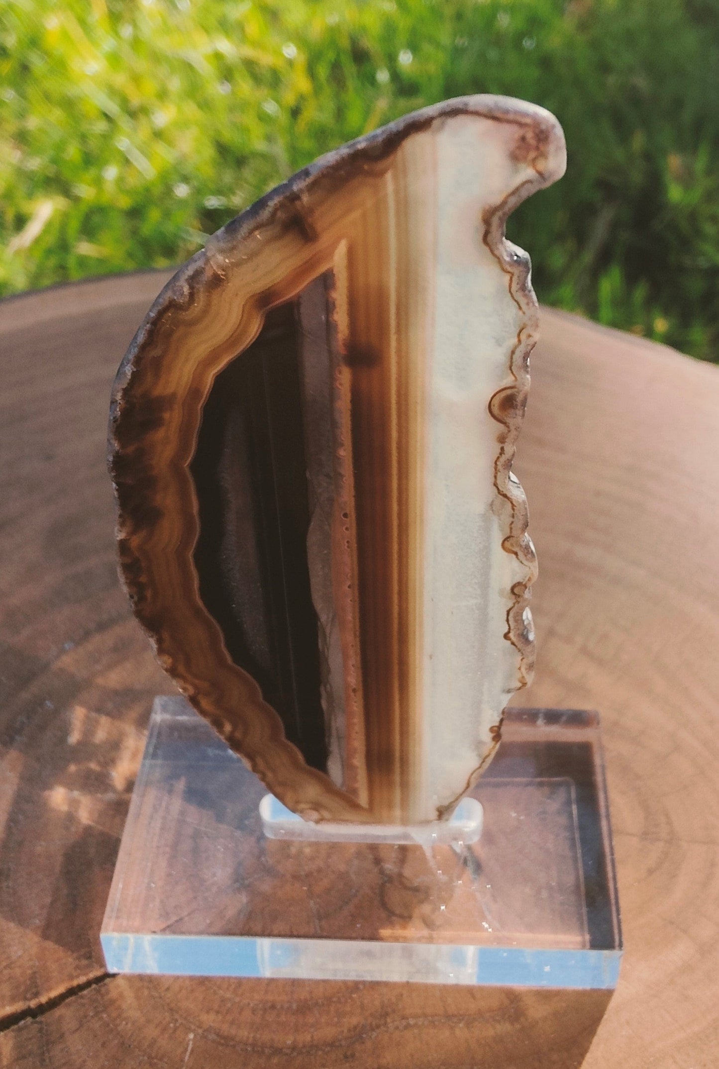 Brown Agate Slice on Stand