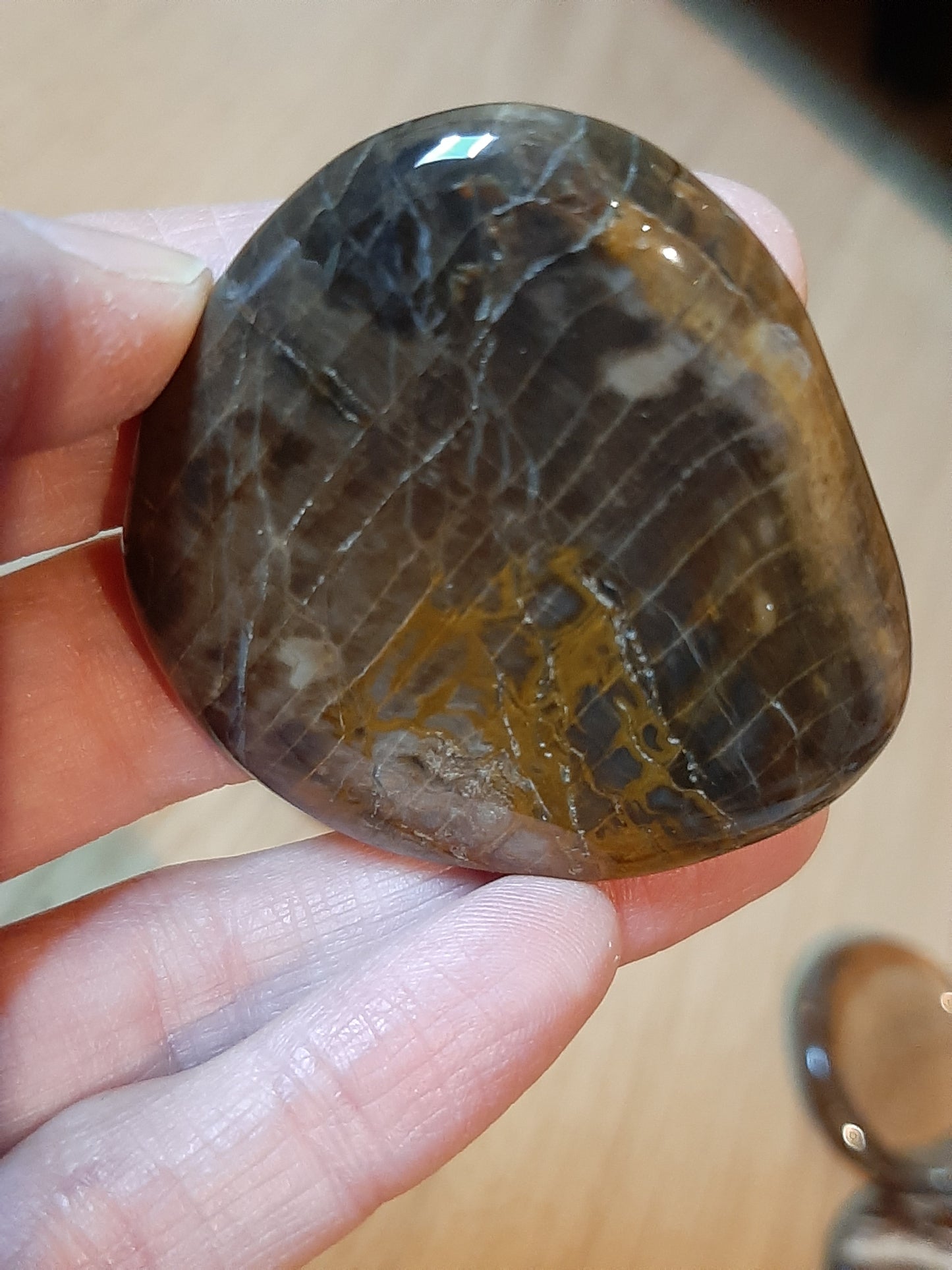 Petrified Wood Palm Stone