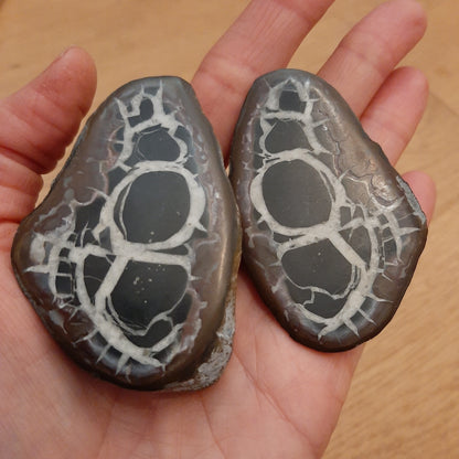 Septaria Fossil Mud Pair