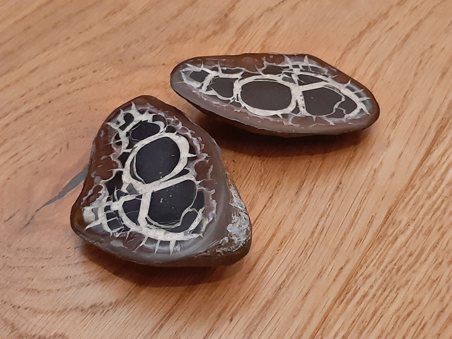 Septaria Fossil Mud Pair