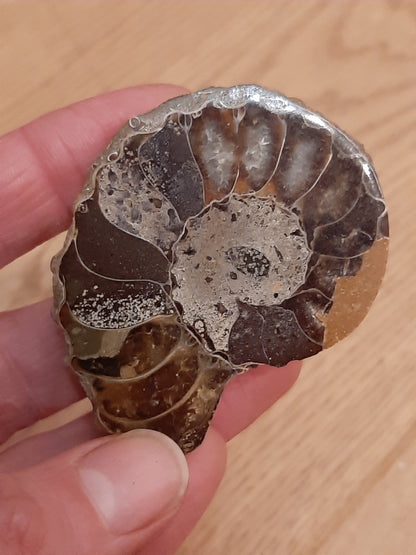 Polished Ammonite