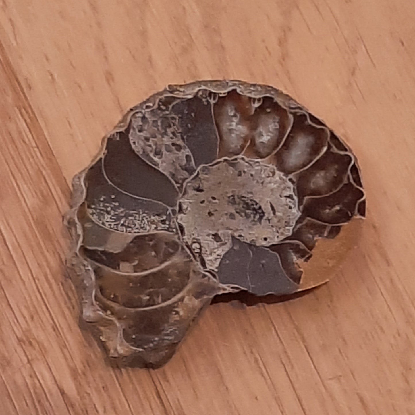 Polished Ammonite