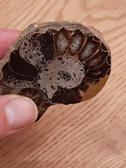 Polished Ammonite