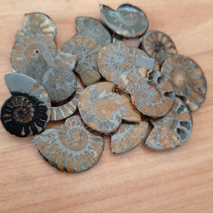 Ammonite 2.5-3.5cm
