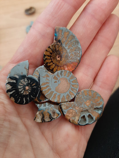 Ammonite 2.5-3.5cm
