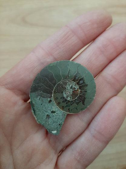 Ammonite 2.5-3.5cm