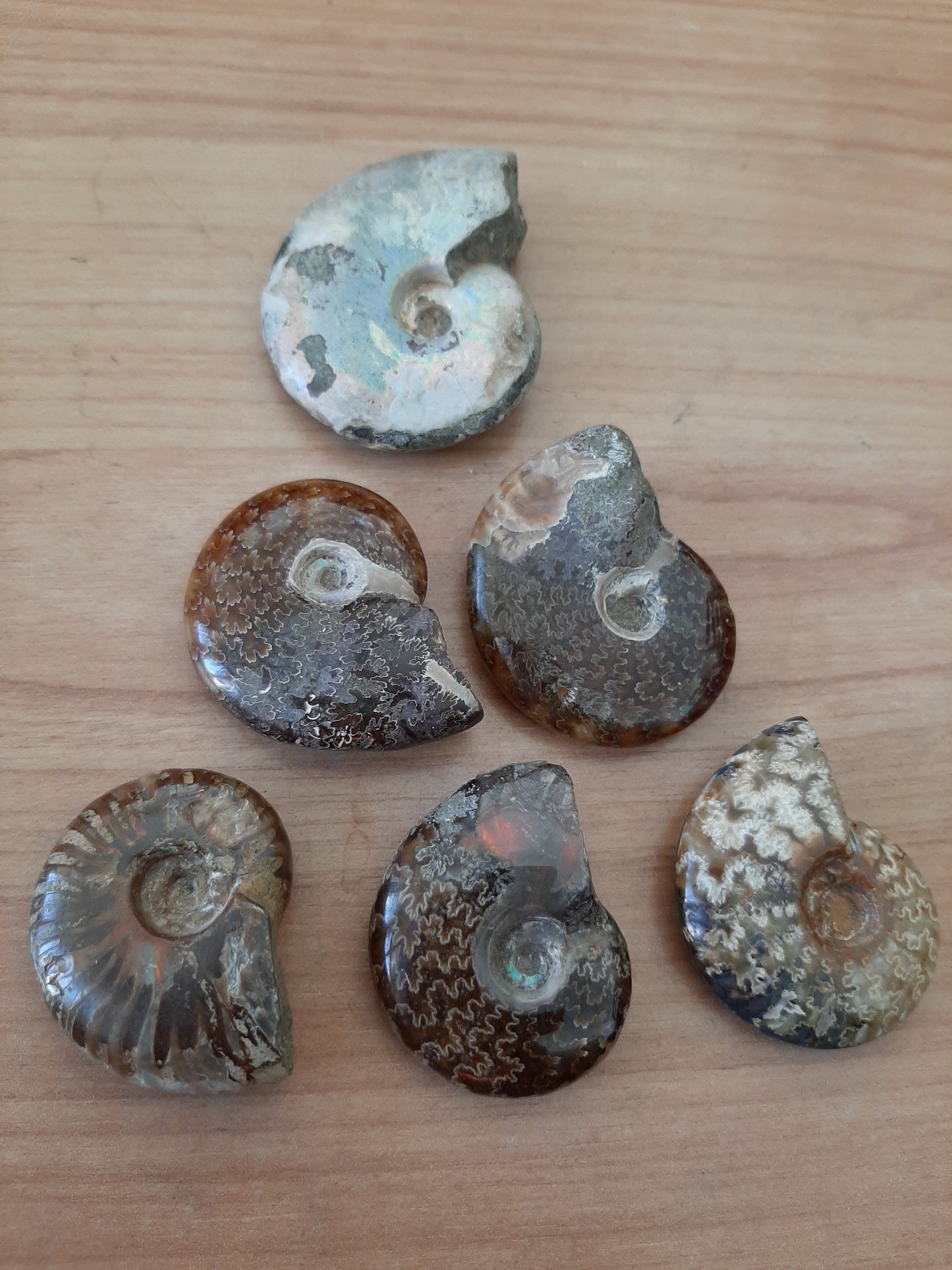 Iridescent Ammonites 4-5cm