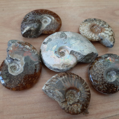 Iridescent Ammonites 4-5cm