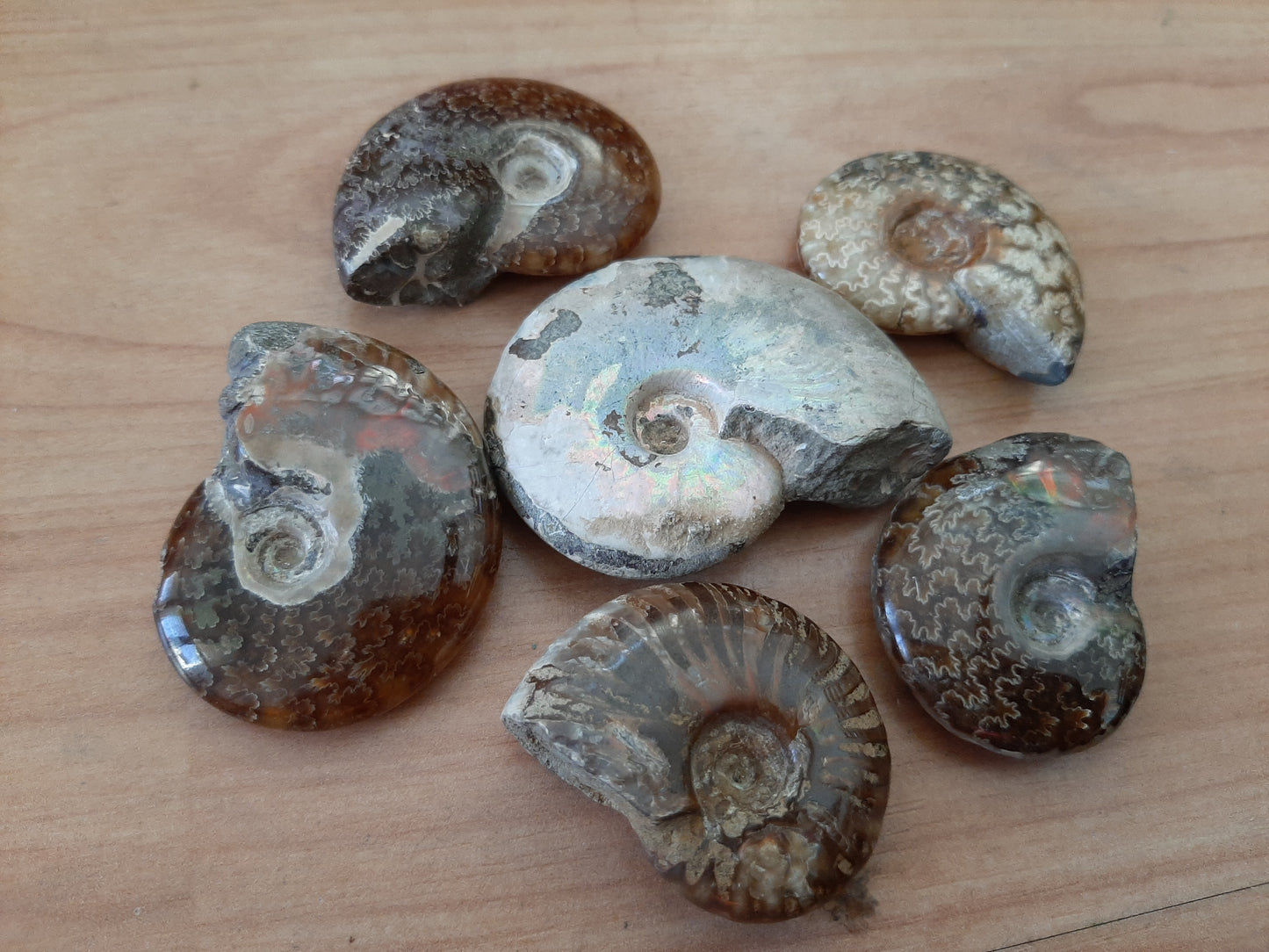 Iridescent Ammonites 4-5cm