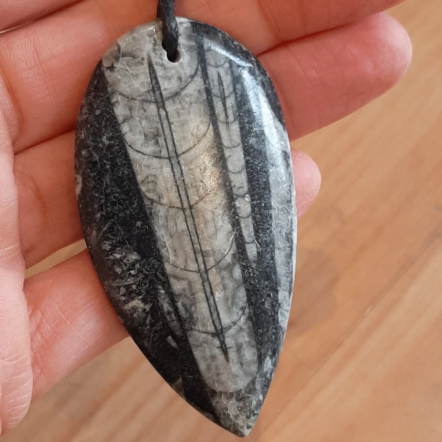 Orthoceras Pendant 7cm